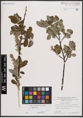 Foto von Salix caprea L.